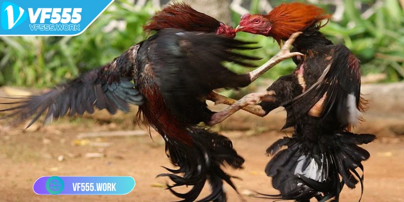 da-ga-phi-vf555-va-cham-khong-can-thiet